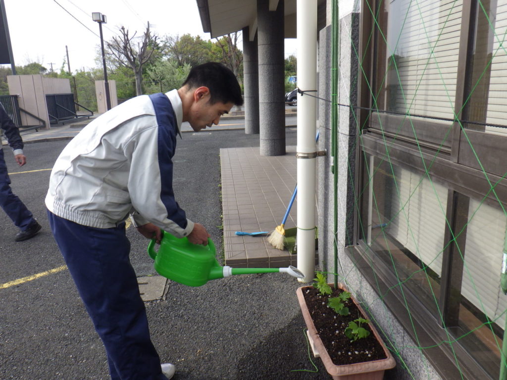 緑のカーテン