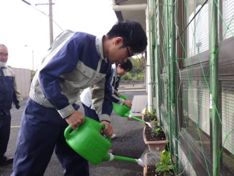 緑のカーテン