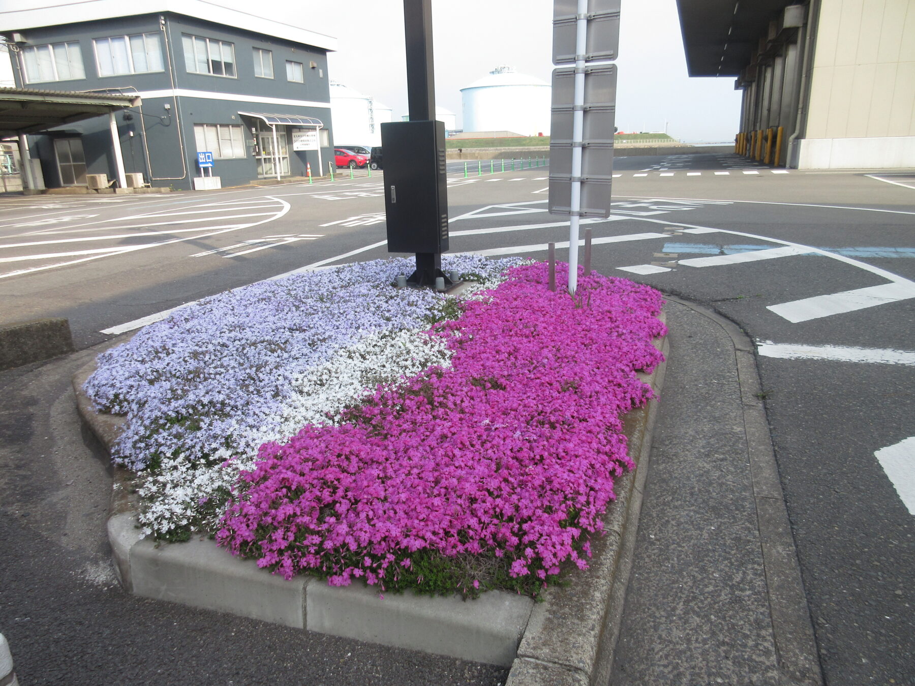 芝桜が見事です | 社会福祉法人 北九州市手をつなぐ育成会